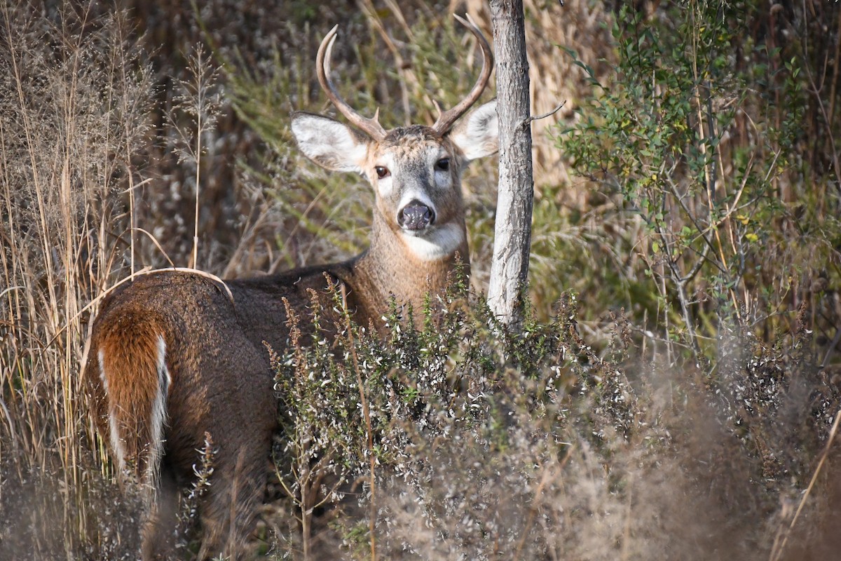 オジロジカ - ML645071065