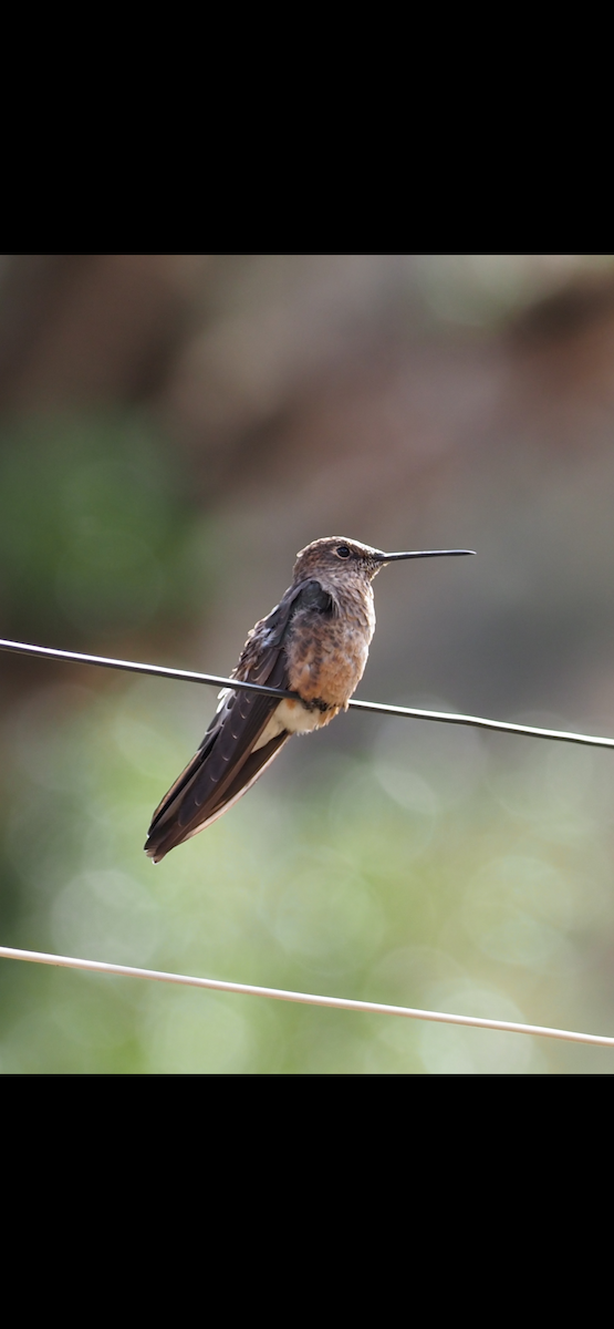 Giant Hummingbird - ML645071083