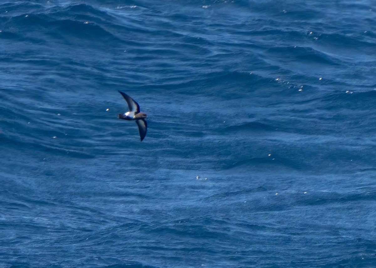 Black-bellied Storm-Petrel - ML645071095