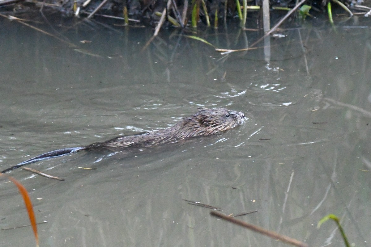 アメリカビーバー - ML645071132