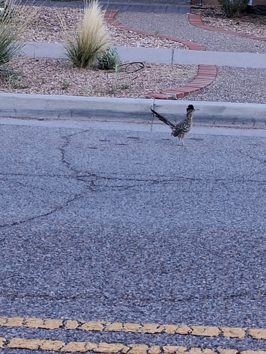 Greater Roadrunner - ML645071148