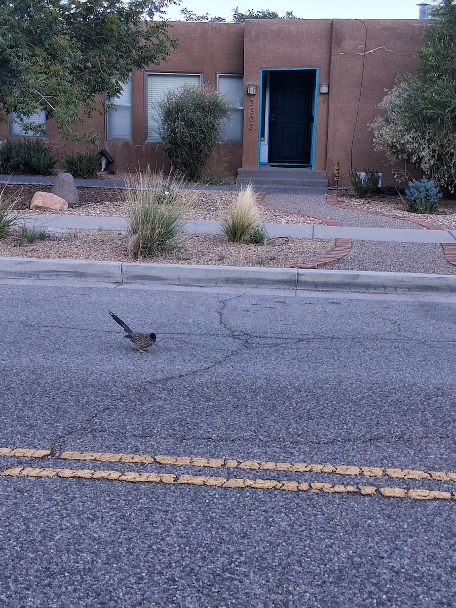 Greater Roadrunner - ML645071149