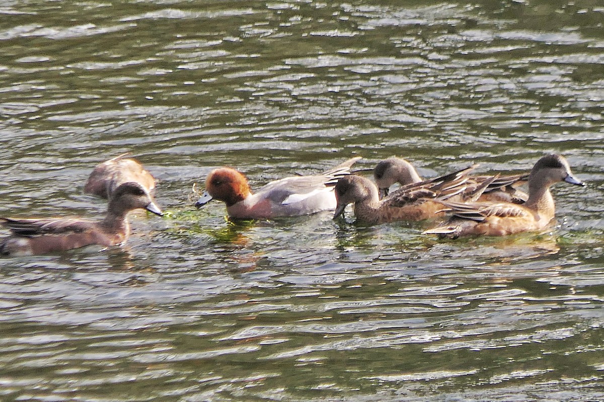 Eurasian Wigeon - ML645071151