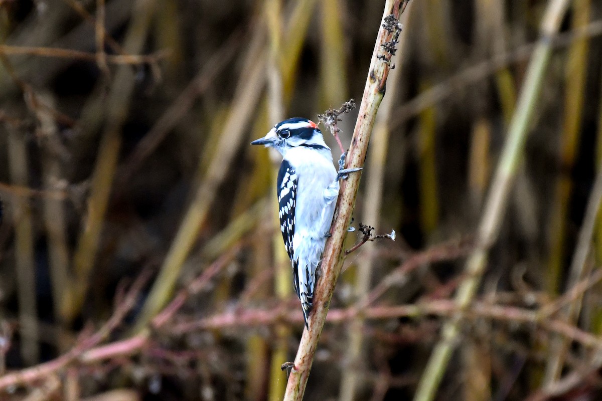 セジロコゲラ - ML645071157