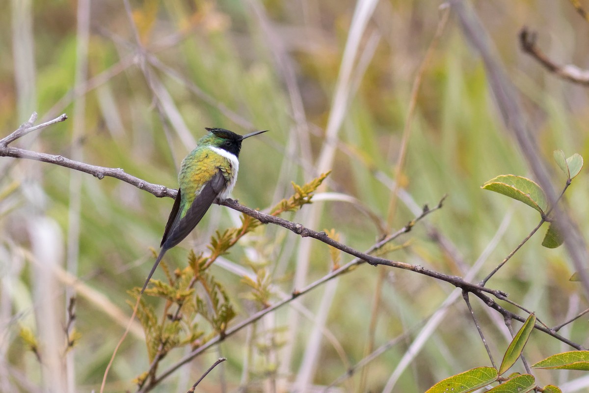 Horned Sungem - ML645071159