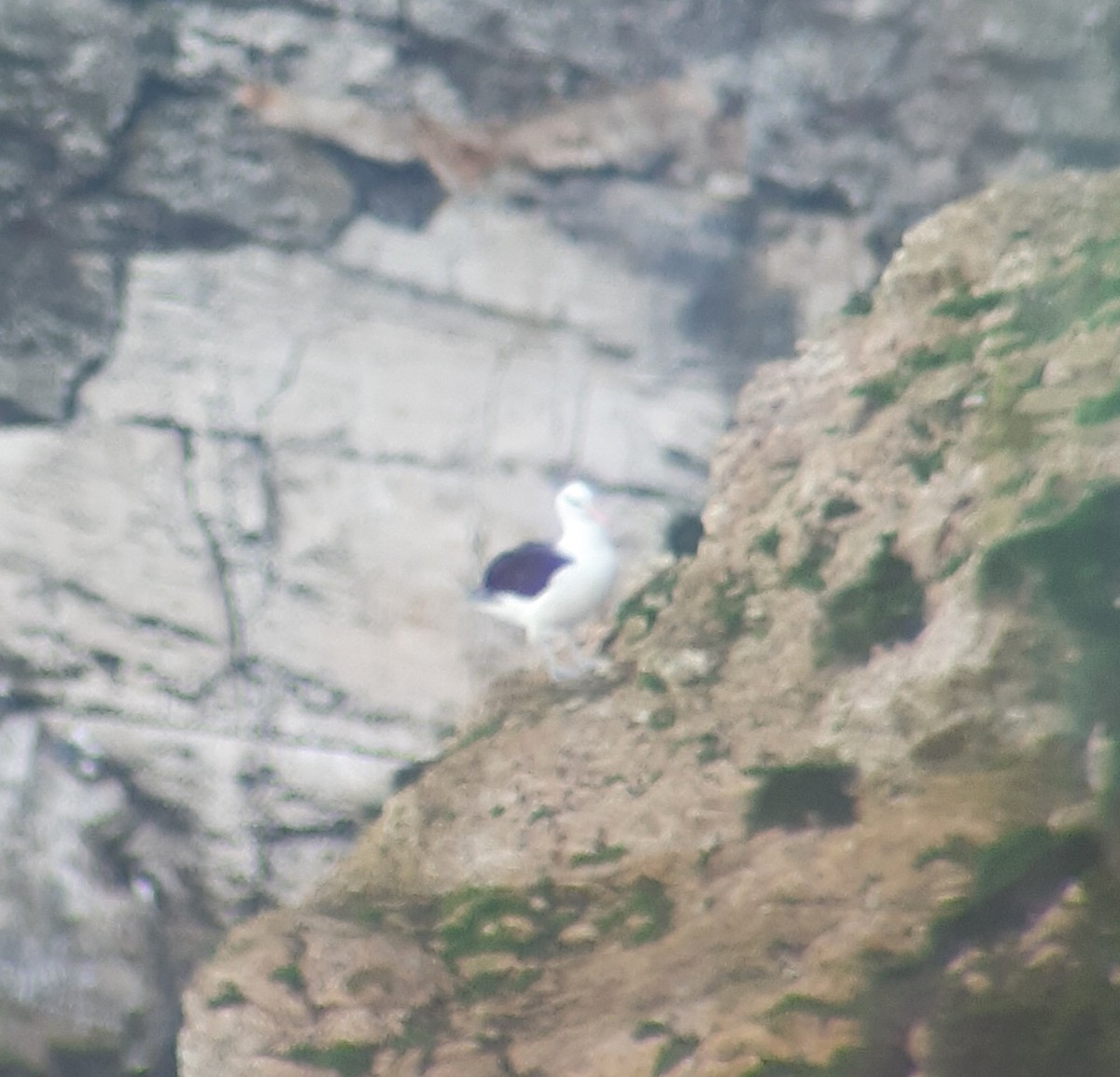 Black-browed Albatross - ML645071166