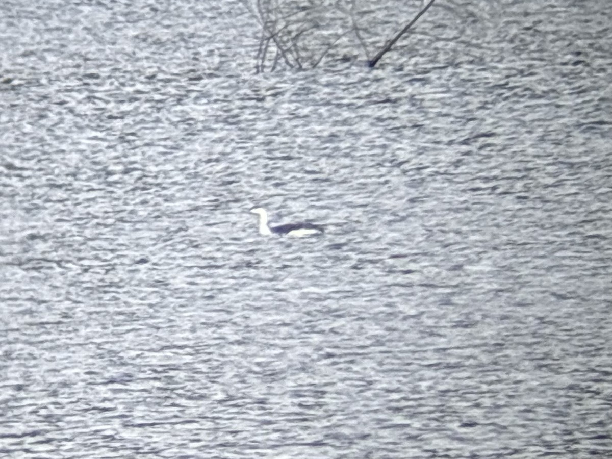 Red-throated Loon - ML645071182