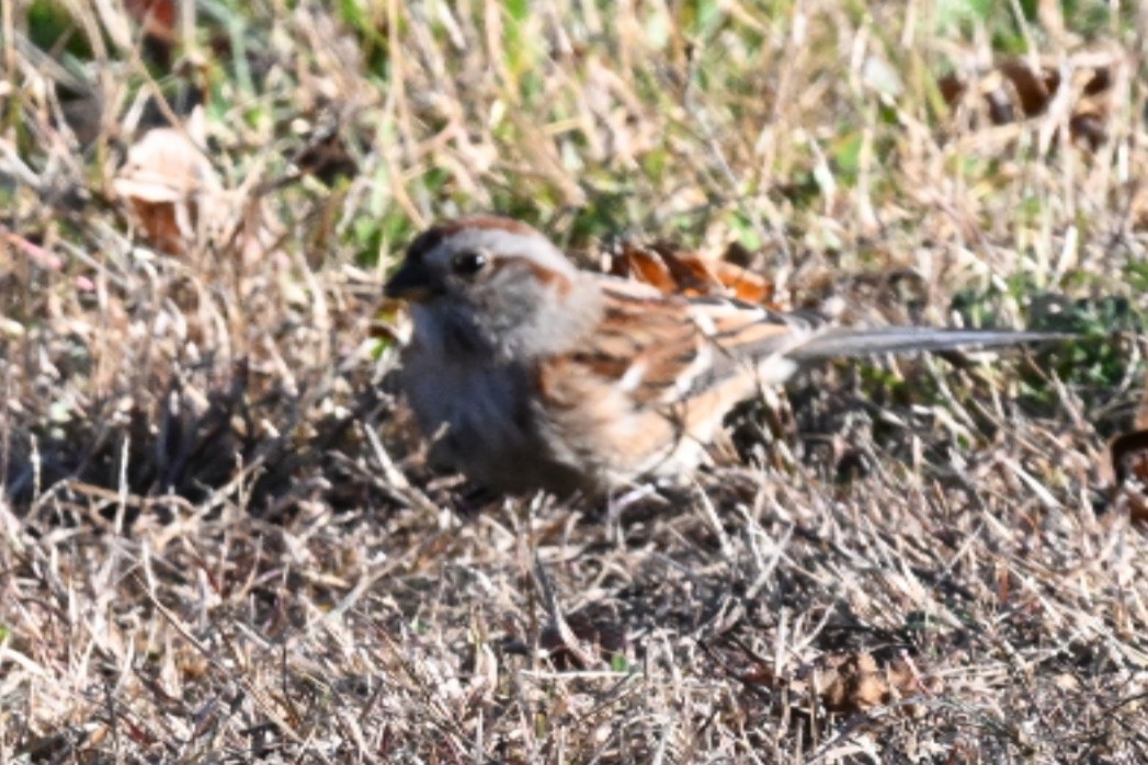 American Tree Sparrow - ML645071200