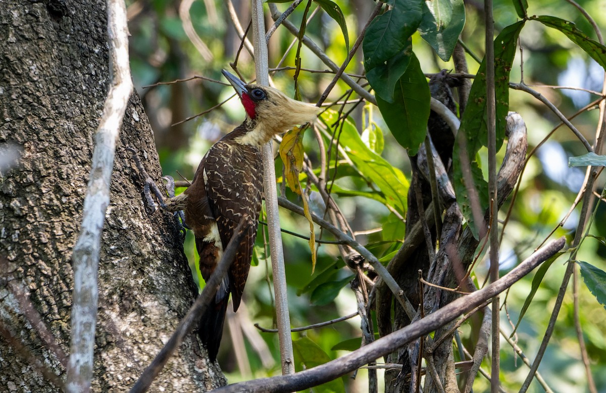 Pale-crested Woodpecker - ML645071209