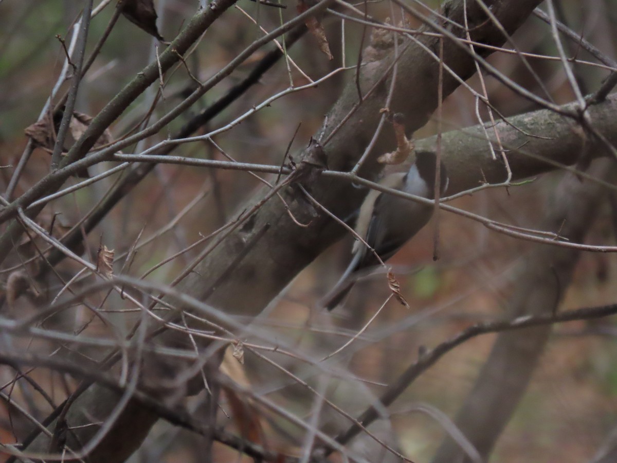 Каролинская гаичка - ML645071211