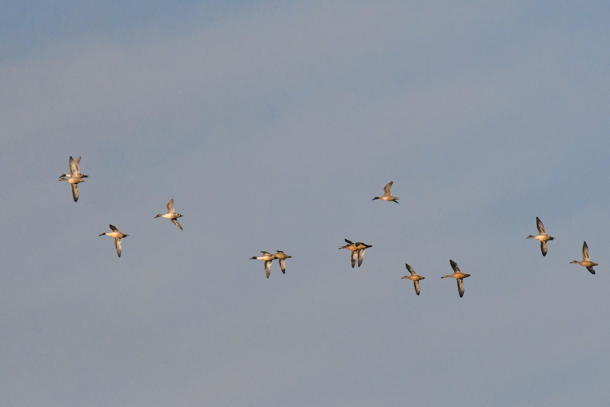 オナガガモ - ML645071222