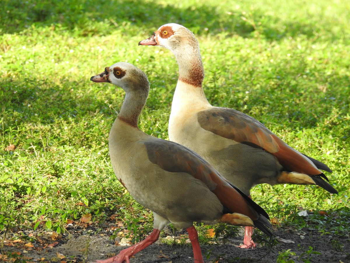Egyptian Goose - ML645071225
