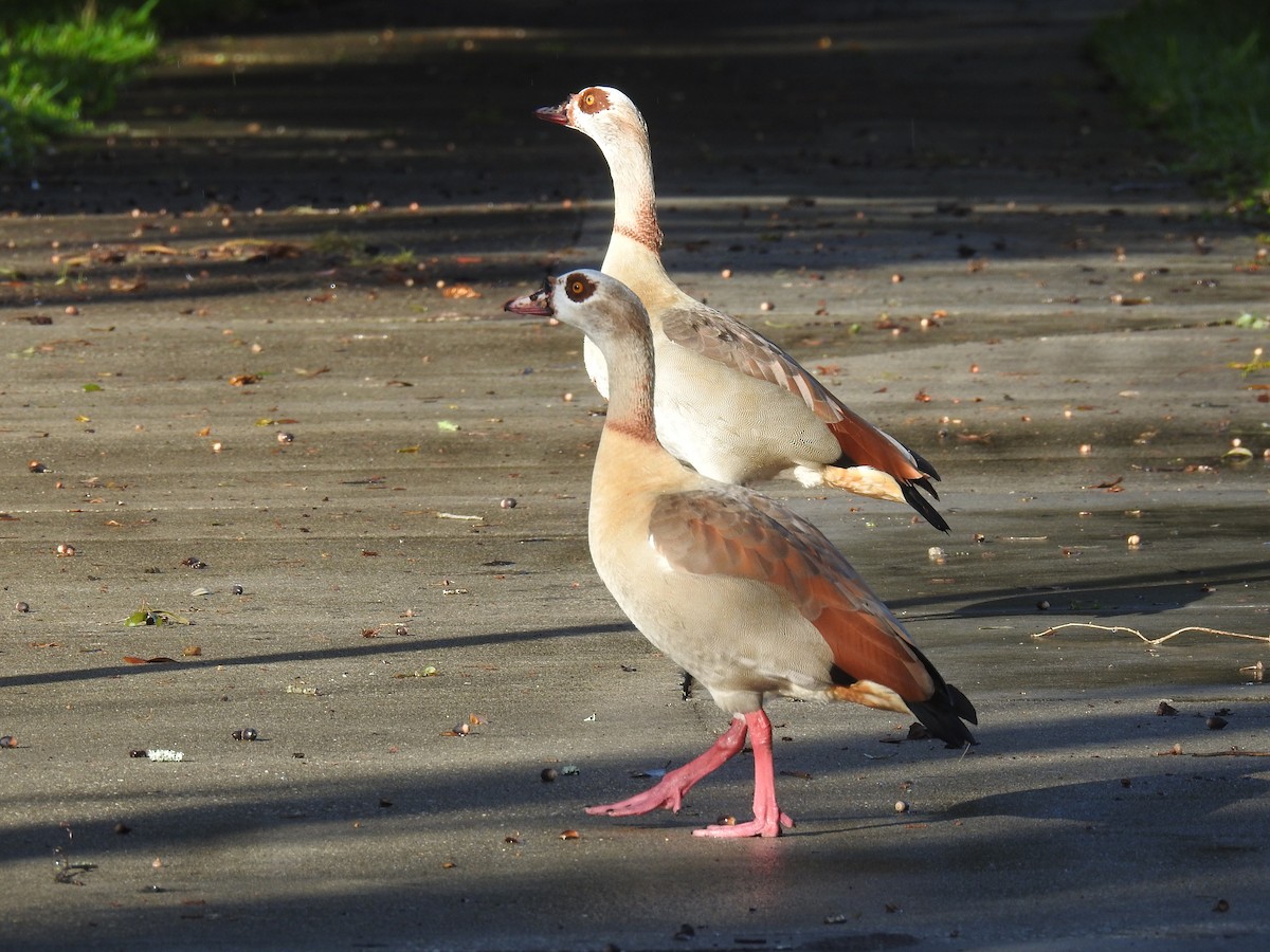 Egyptian Goose - ML645071237