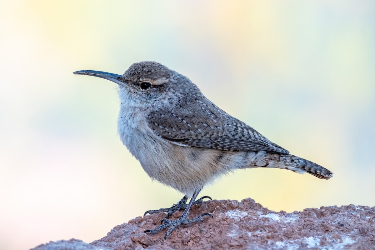 Rock Wren - ML645071238