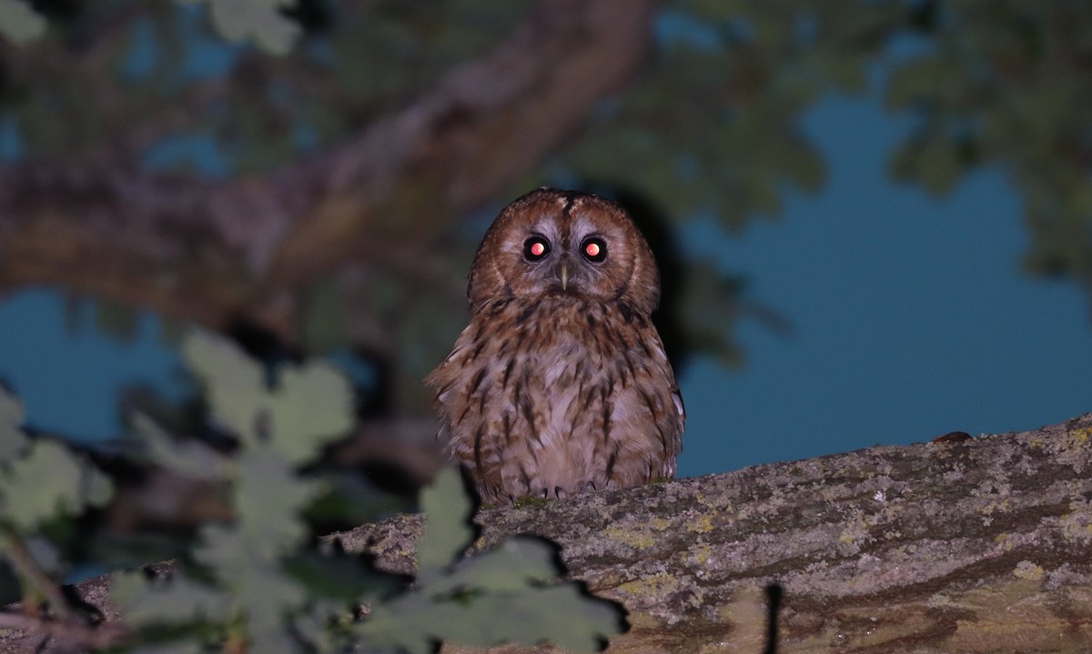 Chouette hulotte - ML645071241