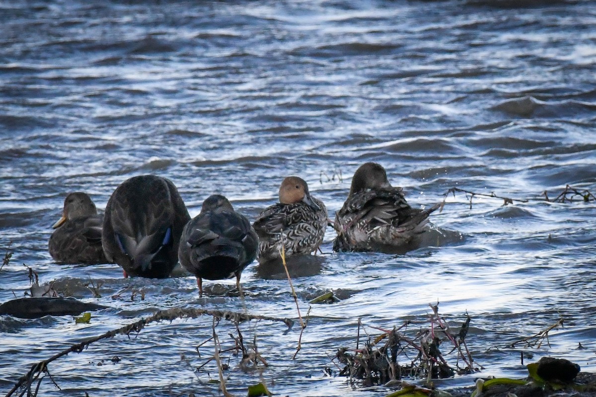 オナガガモ - ML645071248