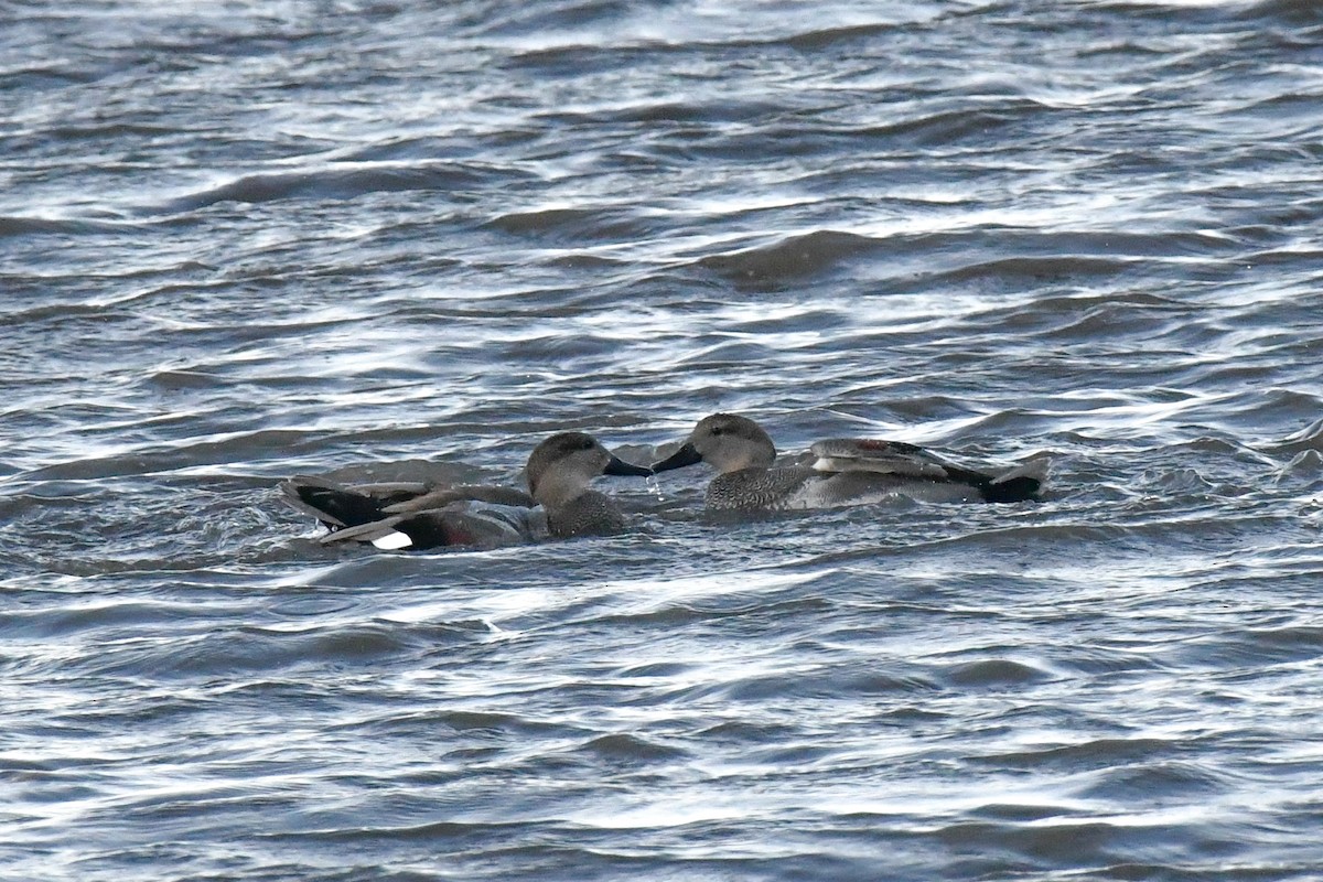 オカヨシガモ - ML645071263