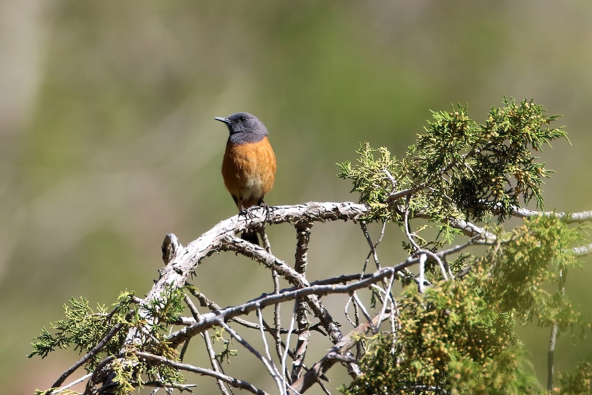 コイソヒヨ - ML645071265