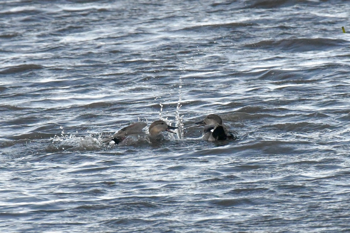 オカヨシガモ - ML645071286