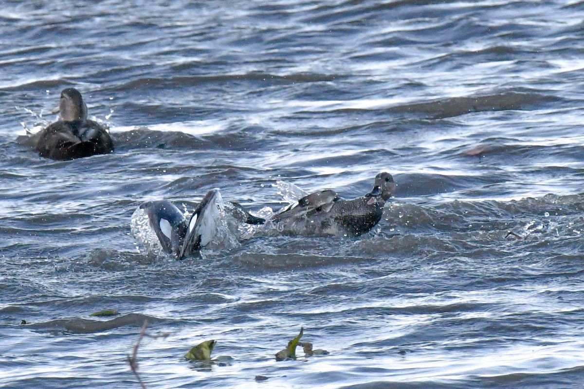 オカヨシガモ - ML645071291