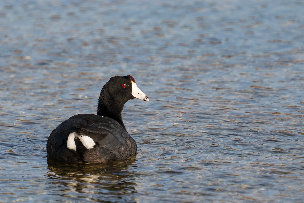 American Coot - ML645071297