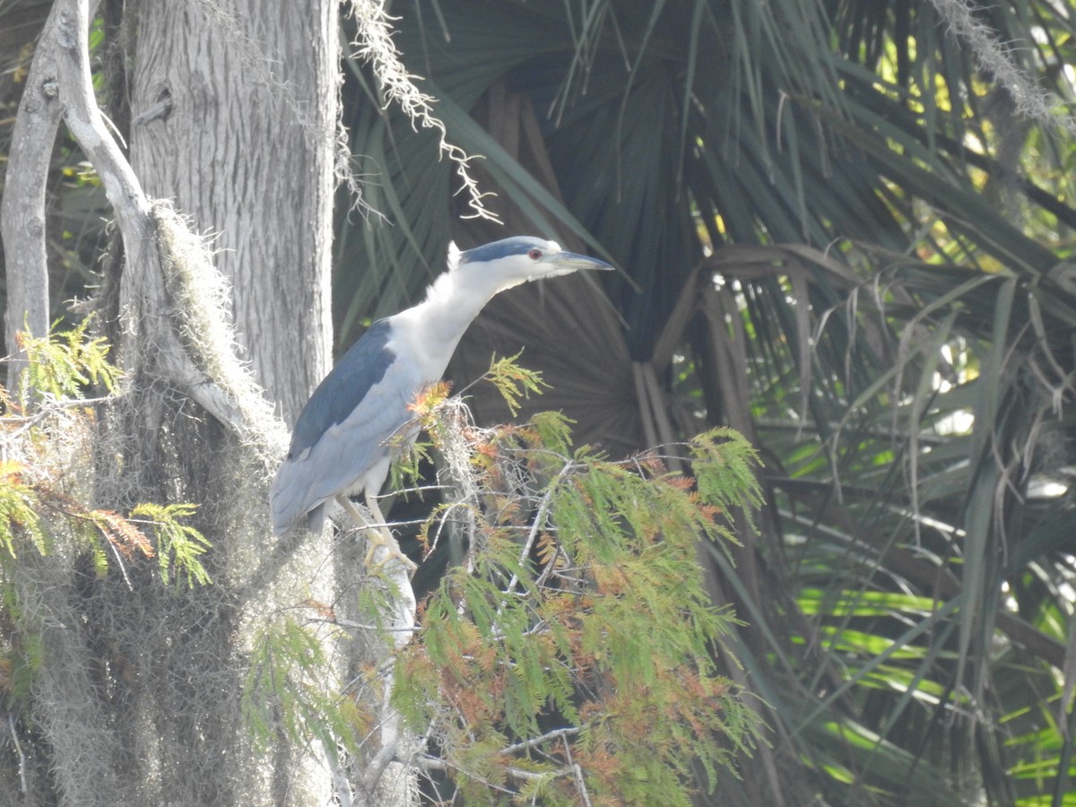Black-crowned Night Heron - ML645071302