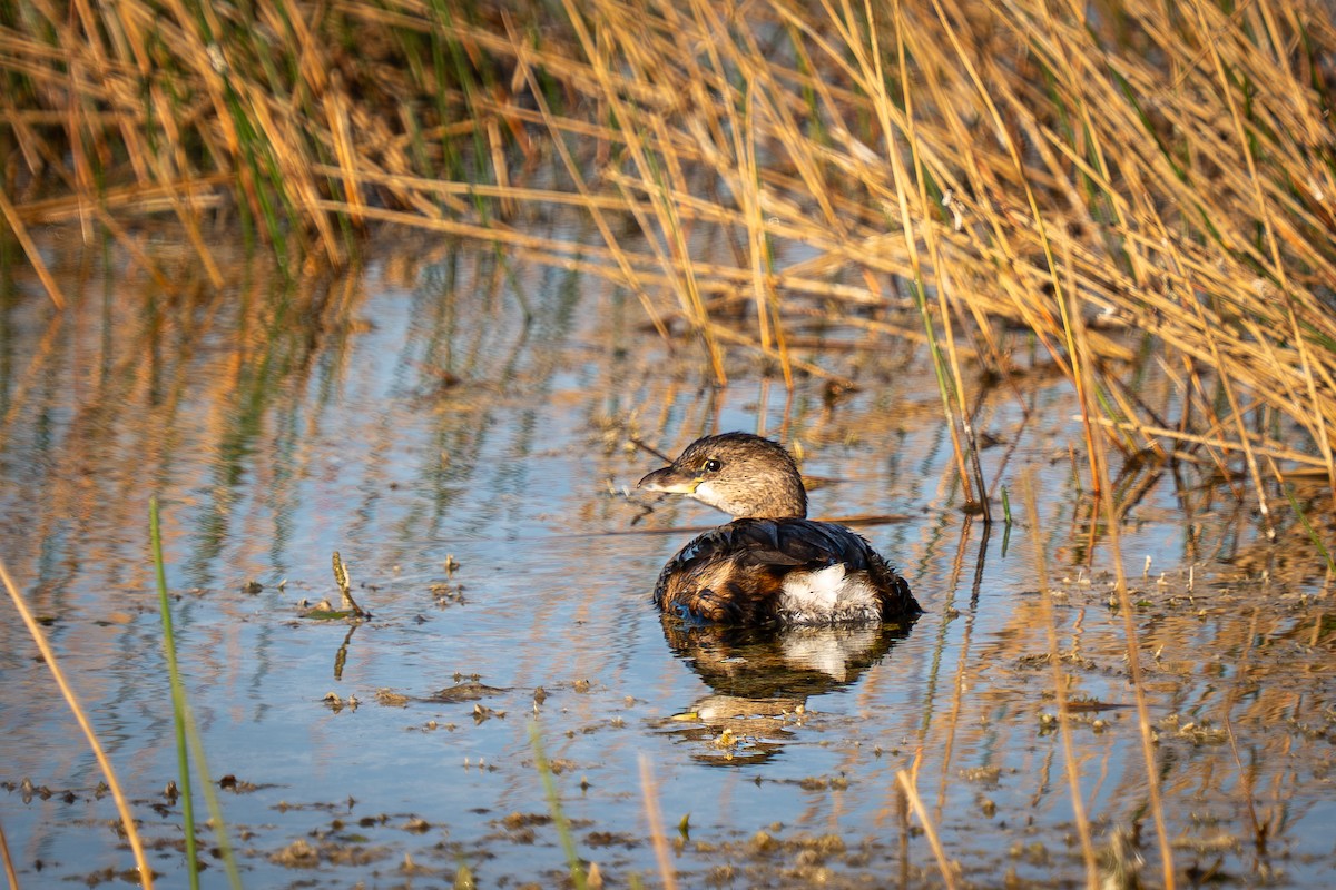 Pied-billed Grebe - ML645071305