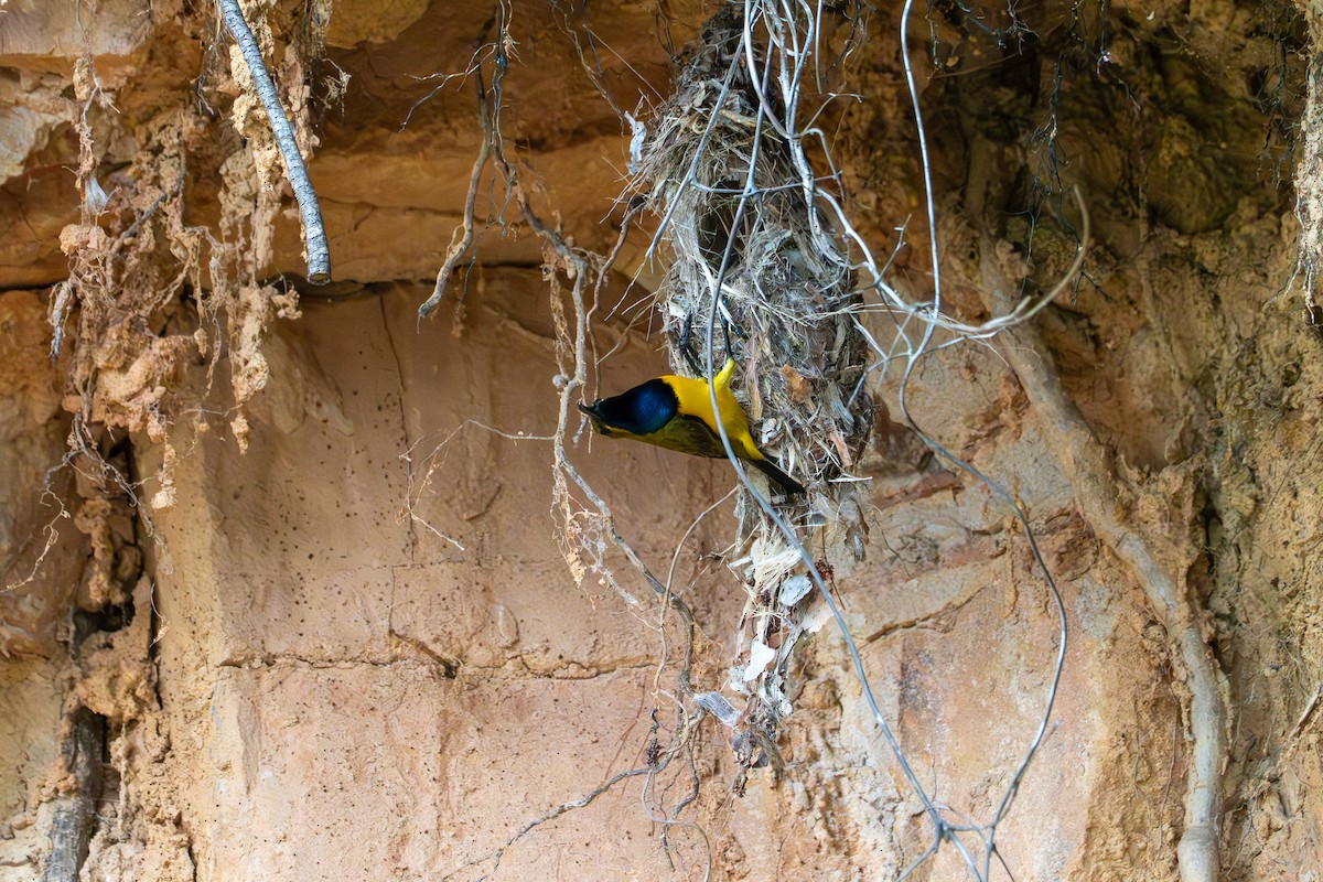 Sahul Sunbird - ML645071314