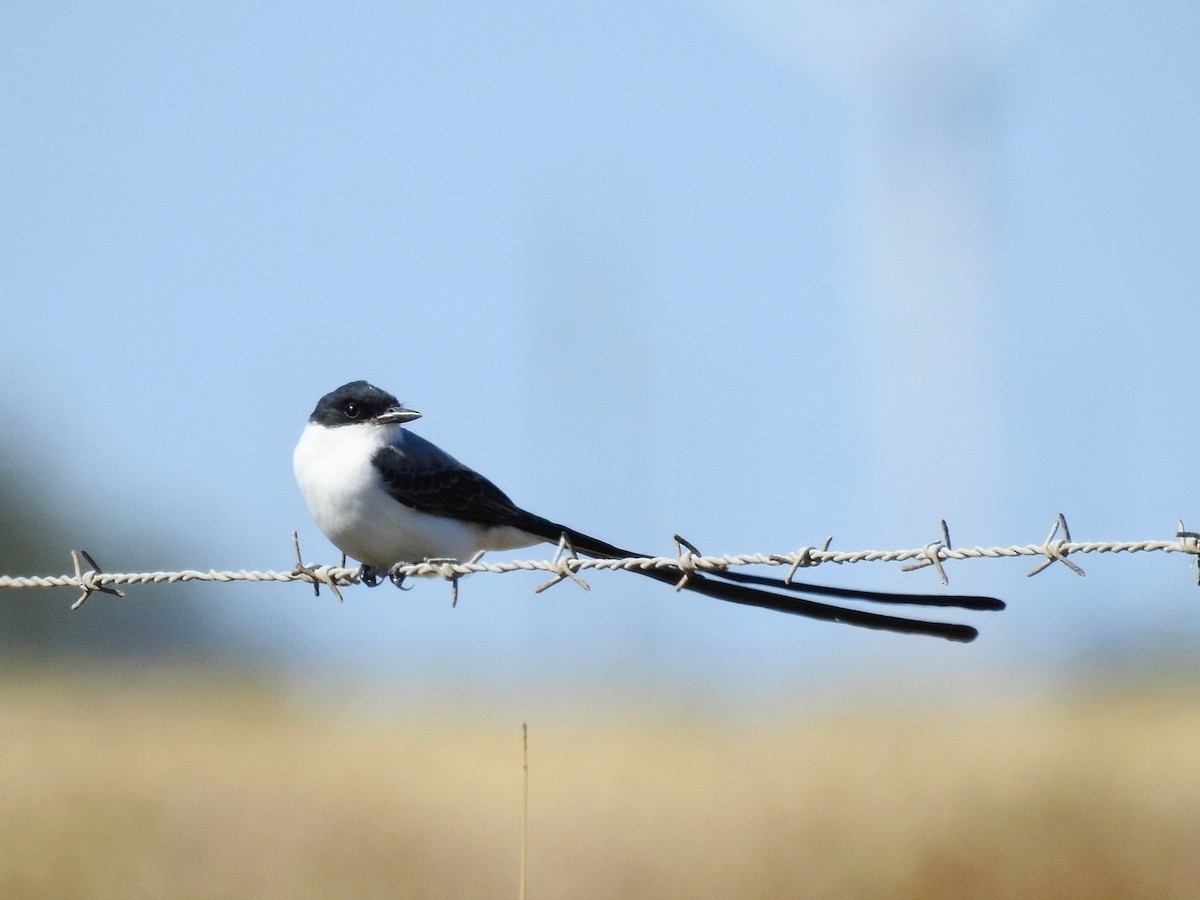 Fork-tailed Flycatcher - ML645071323