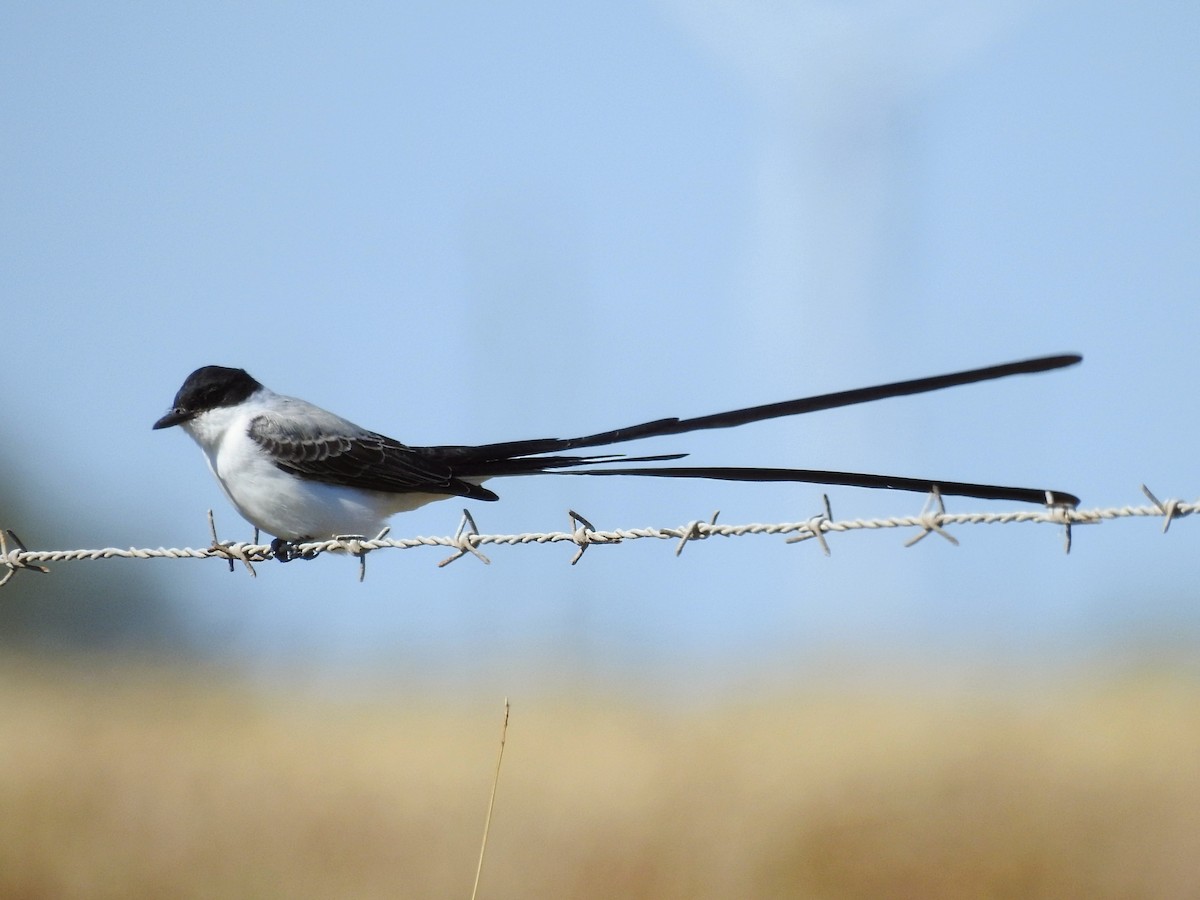 Fork-tailed Flycatcher - ML645071324