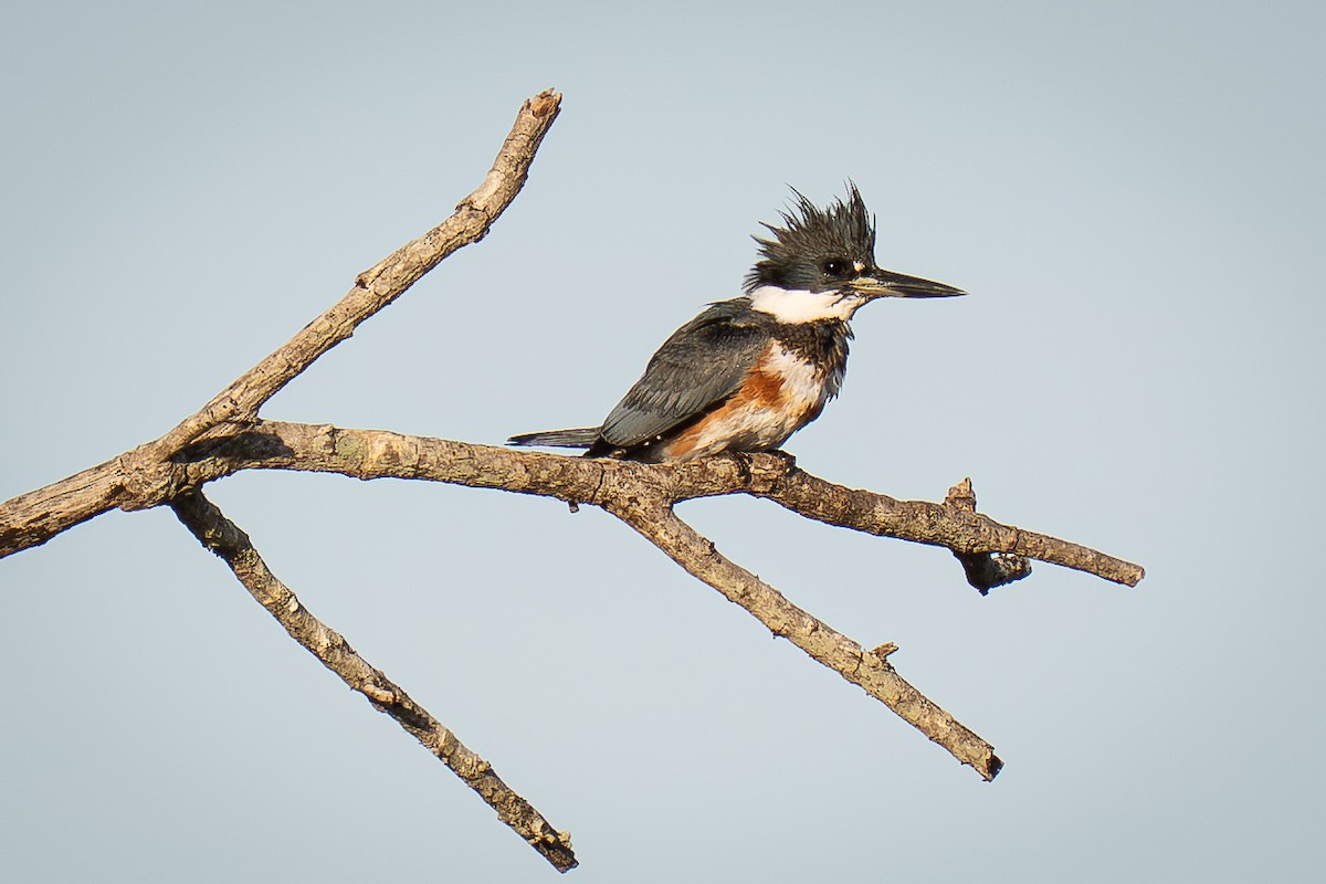 שלדג אמריקני - ML645071326