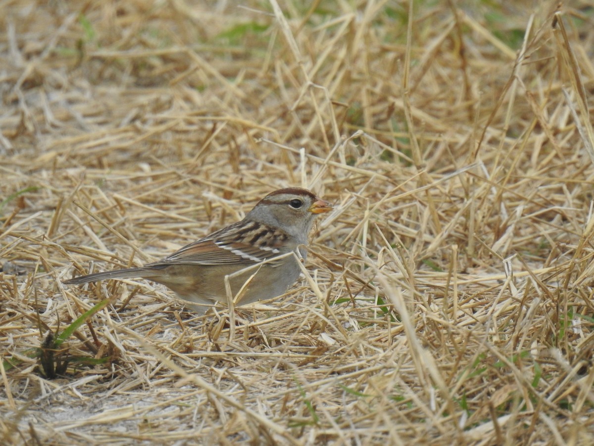White-crowned Sparrow - ML645071328