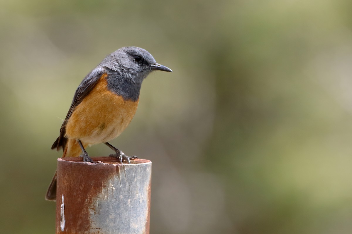 コイソヒヨ - ML645071331