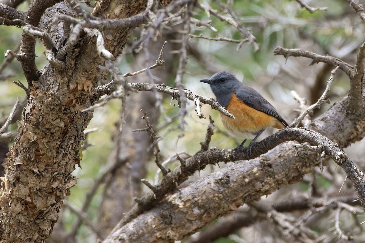 コイソヒヨ - ML645071332