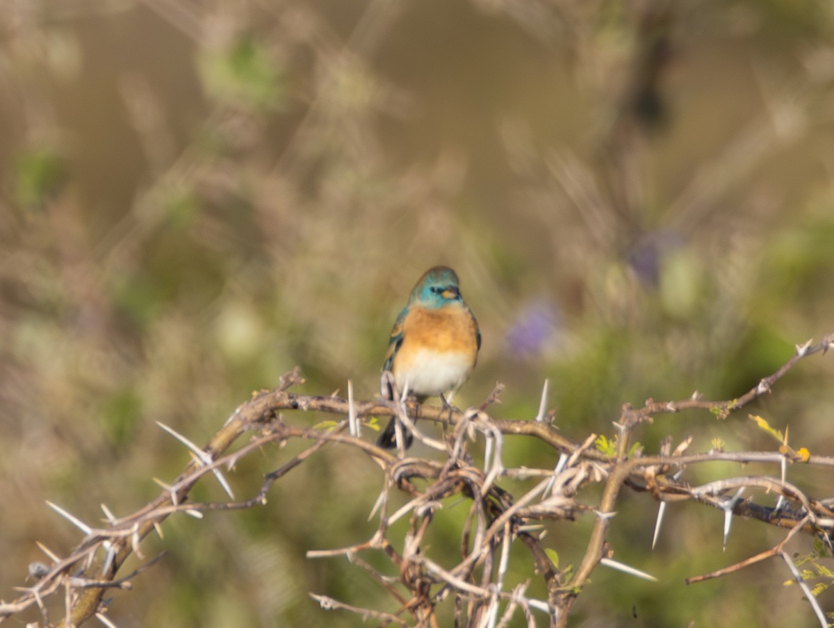 Lazuli Bunting - ML645071333