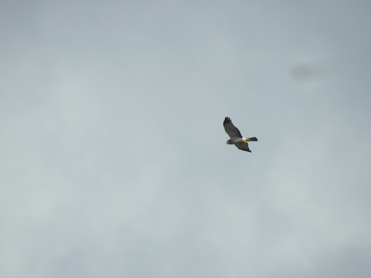 Northern Harrier - ML645071341