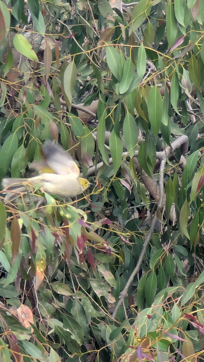 White-plumed Honeyeater - ML645071343