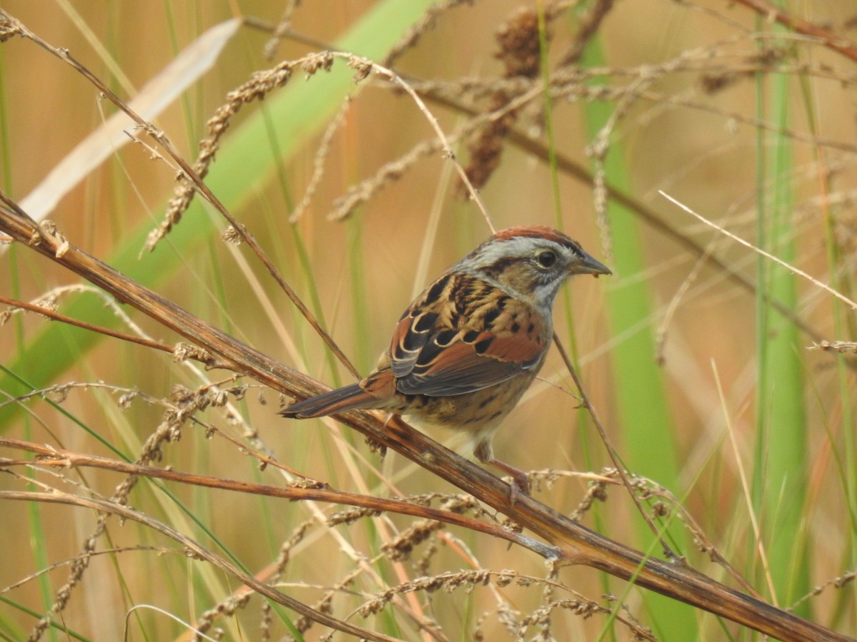 Swamp Sparrow - ML645071347