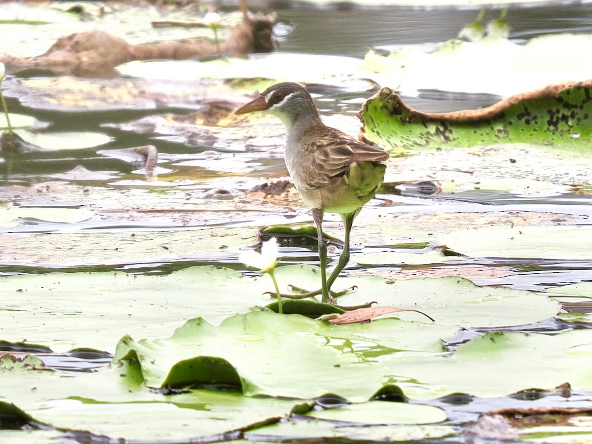 Râle cendré - ML645071348