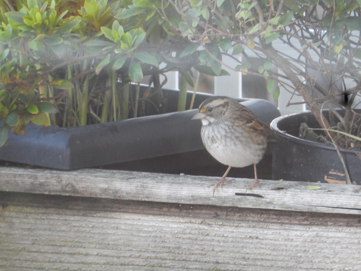 White-throated Sparrow - ML645071352