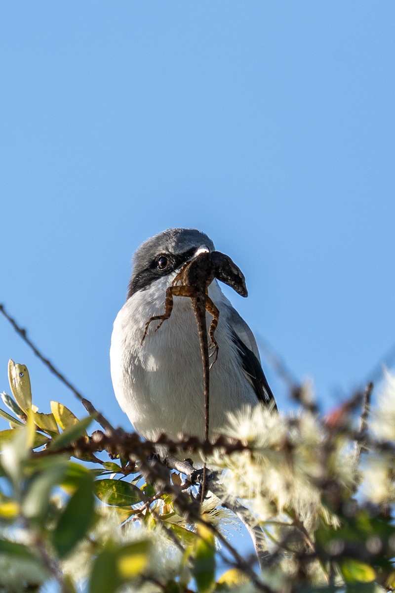 Loggerhead Shrike - ML645071364