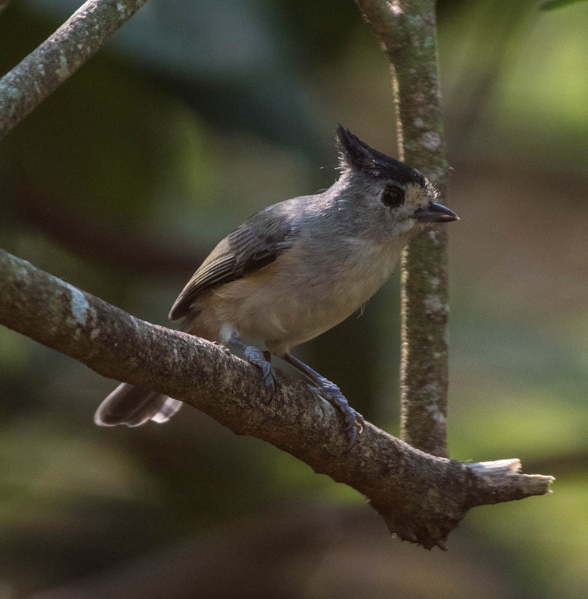 Black-crested Titmouse - ML645071365