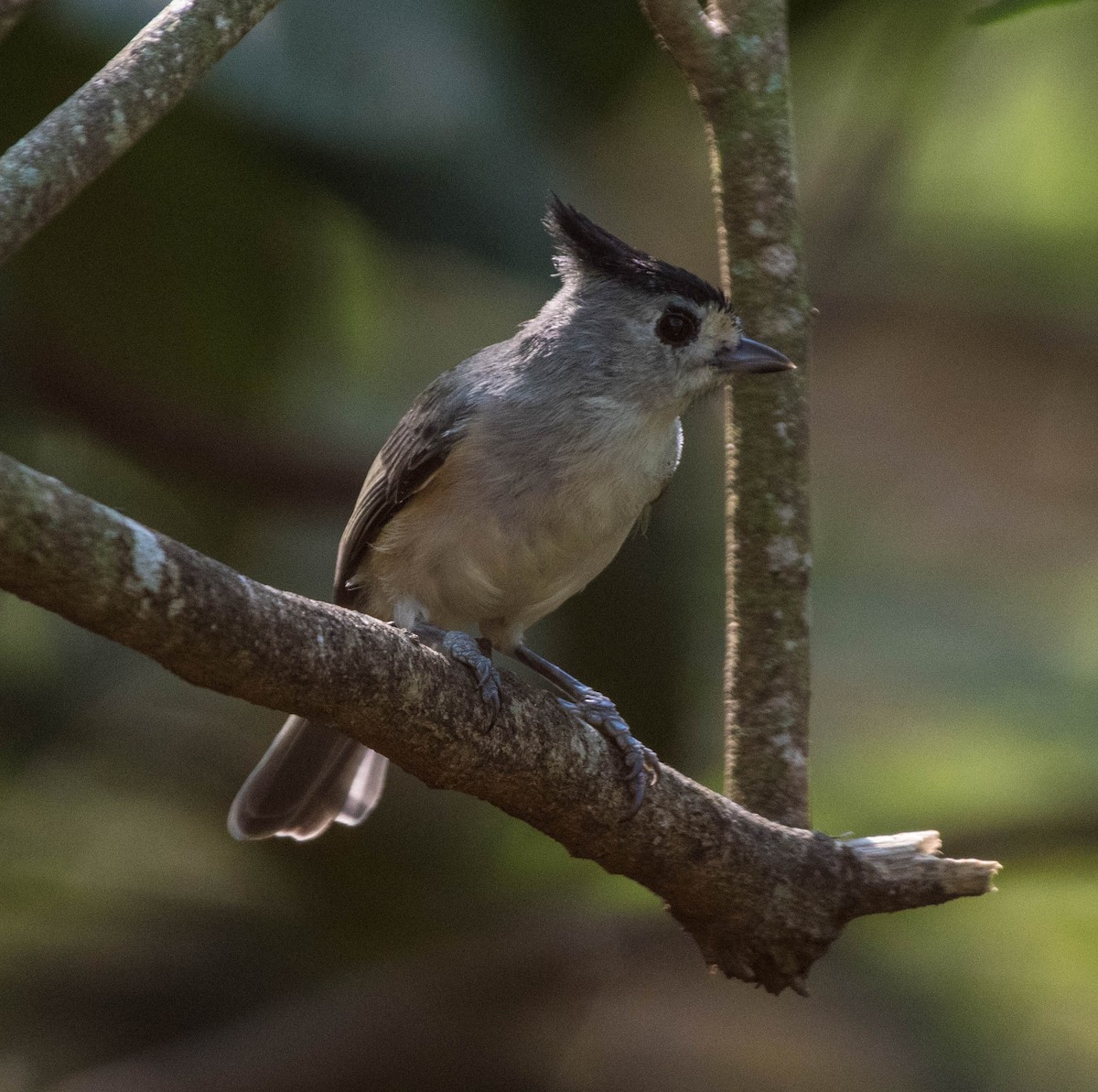 Black-crested Titmouse - ML645071366