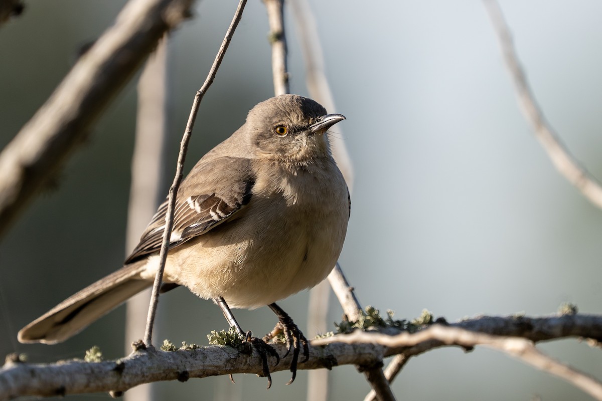 Northern Mockingbird - ML645071376