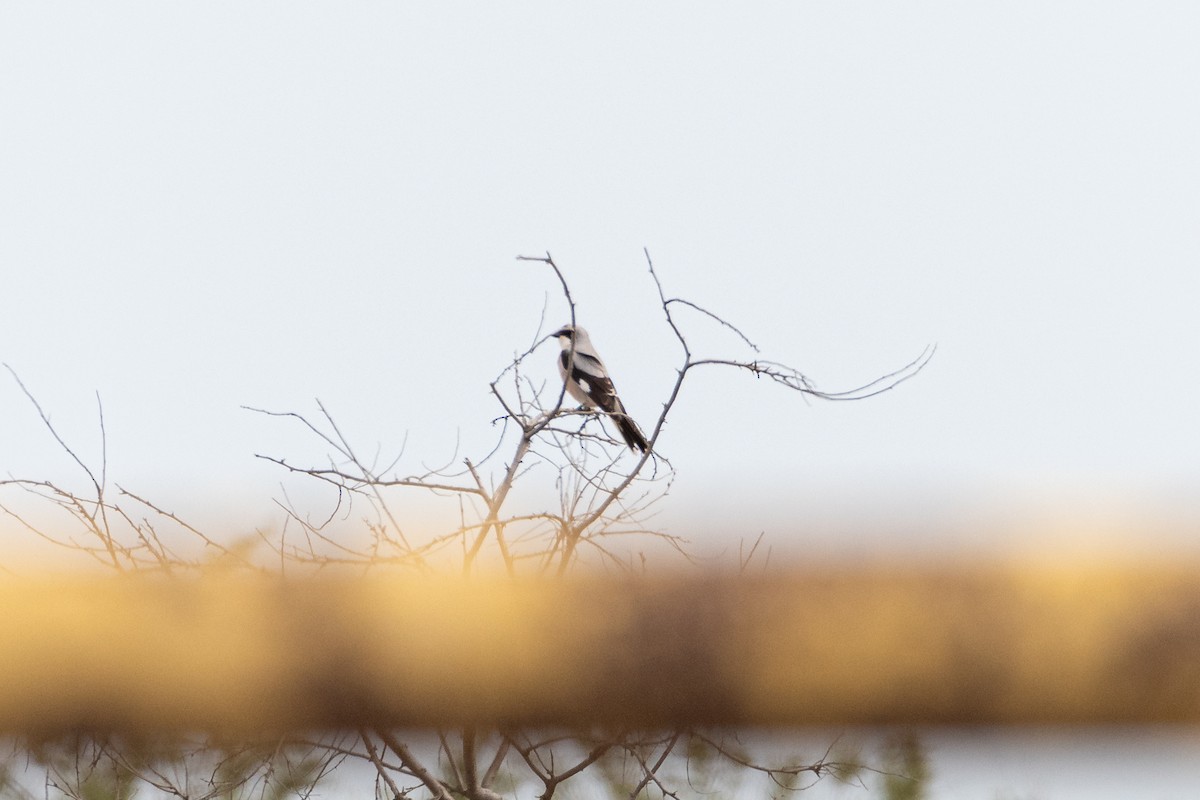 Lesser Gray Shrike - ML645071378