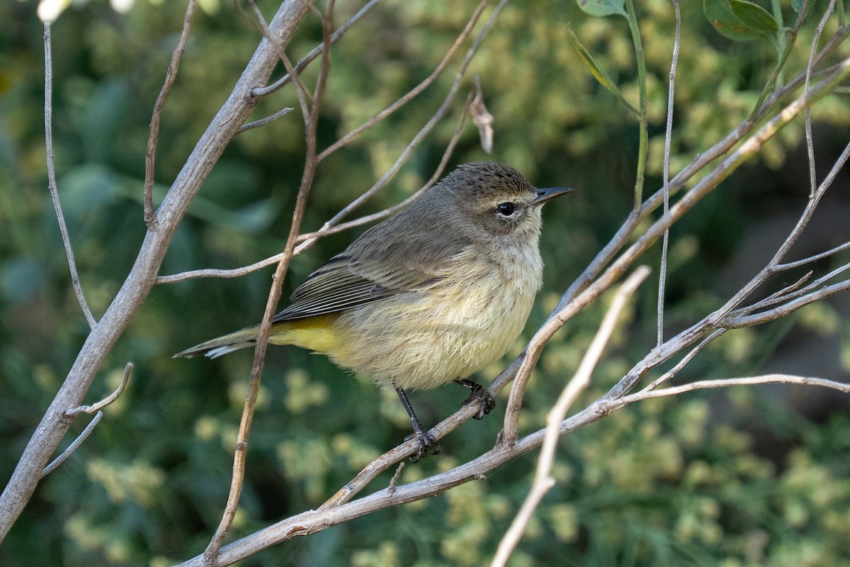 Palm Warbler - ML645071386
