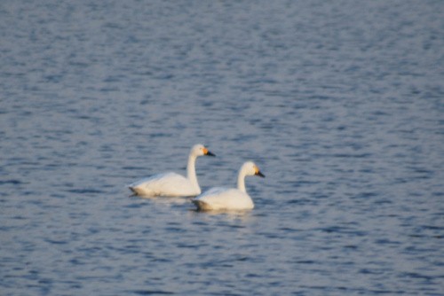 Tundra Swan - ML645071408