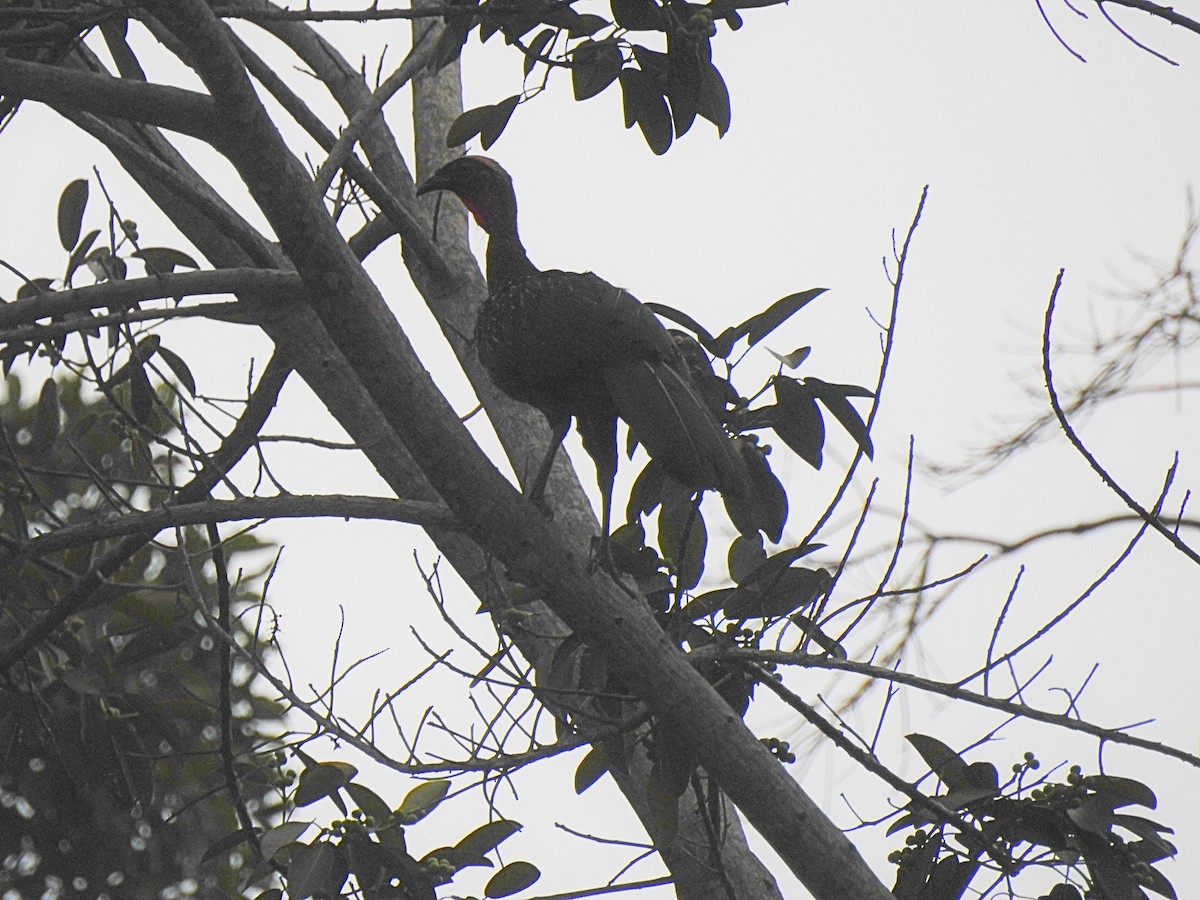 White-crested Guan - ML645071447