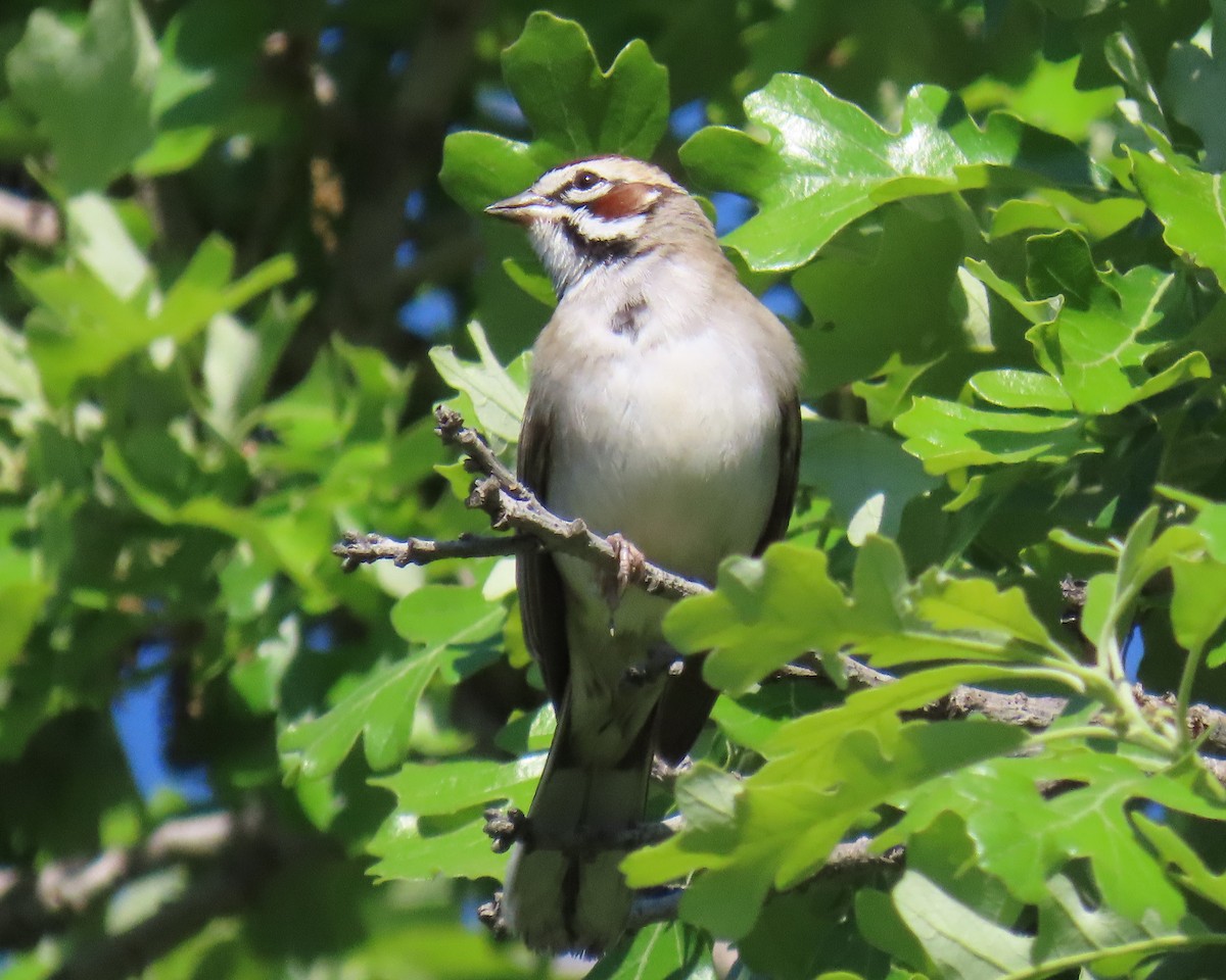 Lark Sparrow - ML645071453