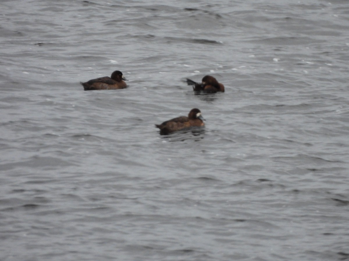 Fuligule milouinan - ML645071460